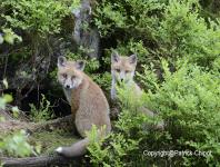 images/renard/renard-2 juin-2013-01 copie.jpg